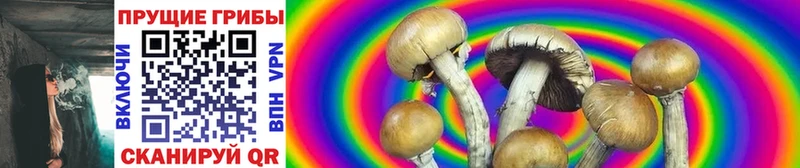 Псилоцибиновые грибы Psilocybe  кракен маркетплейс  Чебоксары 